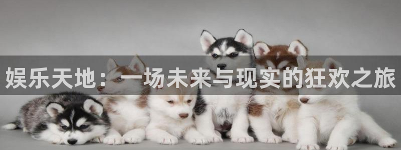 狗子283代理：娱乐天地：一场未来与现实的狂欢之旅